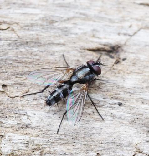 Réf. 229 605 : Mintho rufiventris